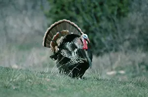 Toms: Rio Grande Wild Turkey Tom