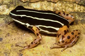 Granular: Rio Madeira Poison Frog