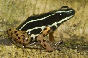Granular: Rio Madeira Poison Frog