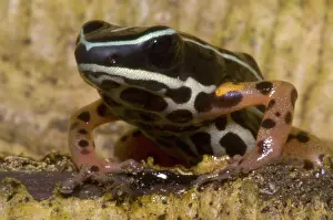 Granular: Rio Madeira Poison Frog