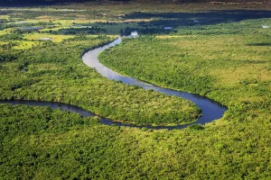 Pristine: Rio Negro flows through jungle, Pantanal, Mato Grosso