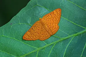 Reserva: Riodininae, butterfly, Rio Claro Reserve, Reserva
