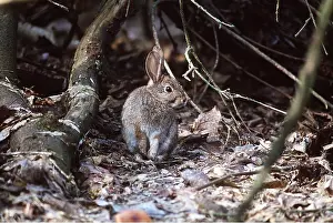 B Moose Peterson: RIPARIAN BRUSH RABBIT
