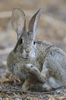 Sylvilagus: Riparian Brush Rabbit close up - Close up of Riparian