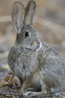Sylvilagus: Riparian Brush Rabbit close up - Close up of Riparian