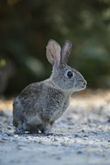 Sylvilagus: Riparian Brush Rabbit - Riparian Brush Rabbit sitting
