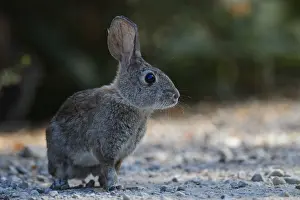 Sylvilagus: Riparian Brush Rabbit - Riparian Brush Rabbit sitting