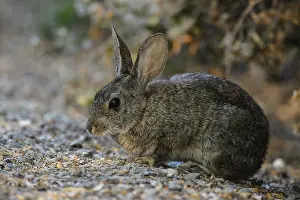 Sylvilagus: Riparian Brush Rabbit sitting close up - Close up