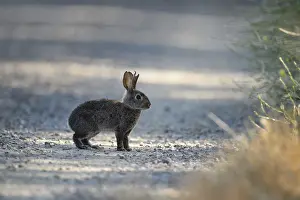 Sylvilagus: Riparian Brush Rabbit standing - Riparian Brush