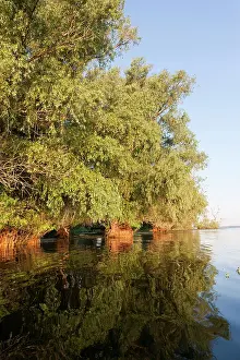 Flooding: Riparian Forest in the Danube Delta, Romania