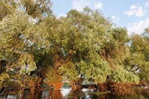 Flooding: Riparian Forest in the Danube Delta, Romania