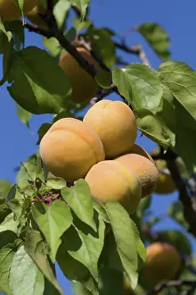 Apricot: Ripe Apricots