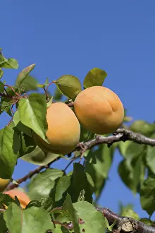 Apricot: Ripe Apricots