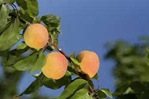 Apricot: Ripe Apricots
