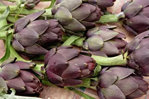 Abundance: Ripe artichoke, Tuscany, Italy