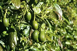 Ripening: Ripe Avocados