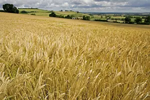Harvests: Ripe barley field ready for harvest