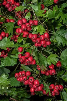 Ripe: Ripe berries (haws) of Common hawthorn, Crataegu