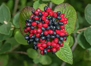 Lantana: The ripe berries of Wayfaring tree, Viburnum lantana