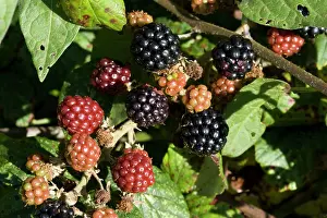 Blackberries: Ripe blackberries on bramble bush