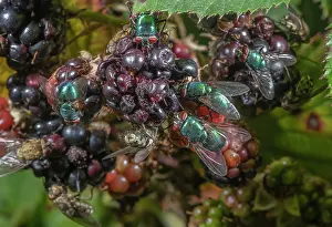Bramble: Ripe blackberries, covered with various flies particularly
