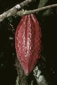 Pods: Ripe Cacao Fruit