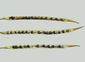 Ripening: Ripe Canola seedpods
