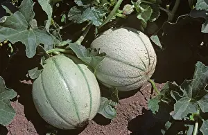 Salerno: Ripe Cantaloupe