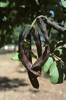 Pods: Ripe Carob pods (Ceratonia siliqua)