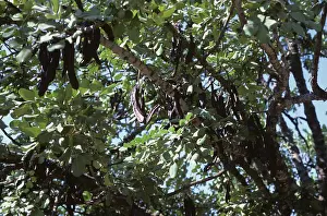 Pods: Ripe Carob pods (Ceratonia siliqua)