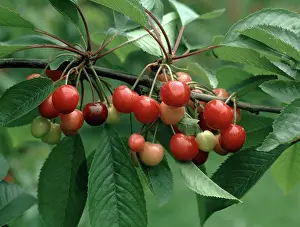 Ready: Ripe cherries