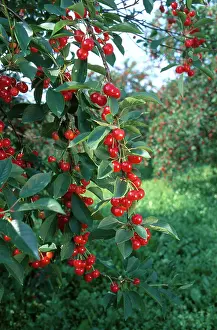 Orchards: Ripe Cherries