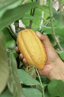 Picking: Ripe Cocoa Fruit