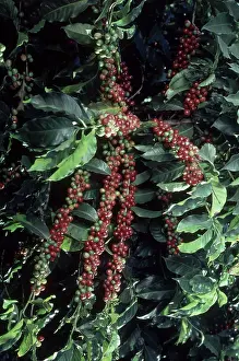 Ripening: Ripe Coffee