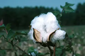 Opened: Ripe Cotton Boll