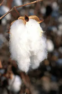 Opened: Ripe Cotton Boll