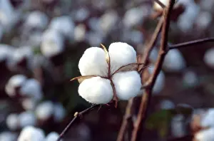Opened: Ripe Cotton Boll