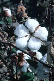 Opened: Ripe Cotton Boll