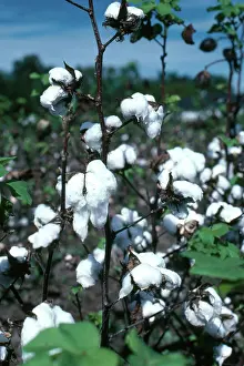 Opened: Ripe Cotton Bolls