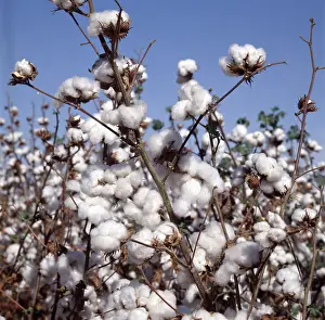 Fiber: Ripe cotton crop