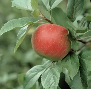 Discovery: Ripe Discovery Apple