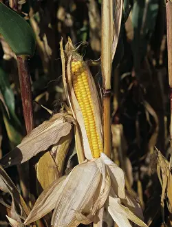 Exposed: Ripe Ear of Corn