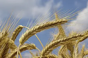 Triticale: Ripe ear of Triticale