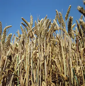 Cereals: Ripe ears of golden wheat