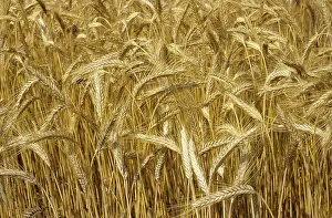Triticale: Ripe ears of triticale