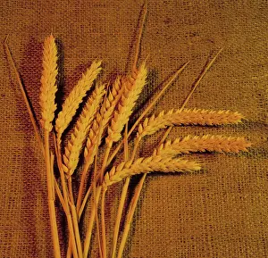 Grains: Ripe ears of wheat