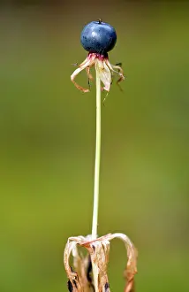 Lovers: Ripe fruit of Herb Paris - in autumn