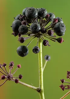 Stacked: Ripe fruits of common ivy, Hedera helix, in early