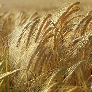 Malt: Ripe Golden Ears