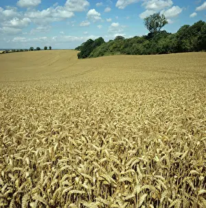Undulating: Ripe golden wheat
